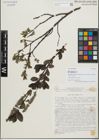 Foto von Salix fumosa var. laxiflora Popov